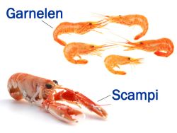 Unterschied Shrimps Garnelen Unterschied Shrimps Garnelen