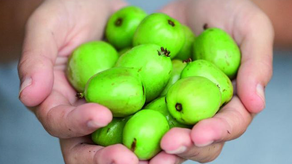 Kiwibeeren Schälen Kiwibeeren Schälen