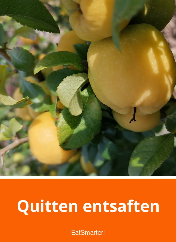Quitten Entsaften Im Dampfentsafter