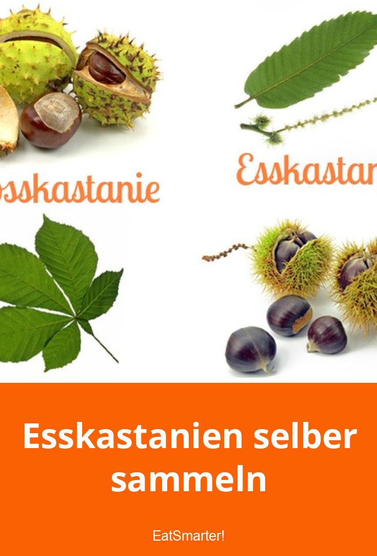 Esskastanien selber sammeln EAT SMARTER
