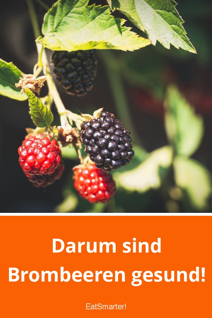 Brombeeren: Kalorien, Nährwerte & Gesundheitsvorteile | EAT SMARTER