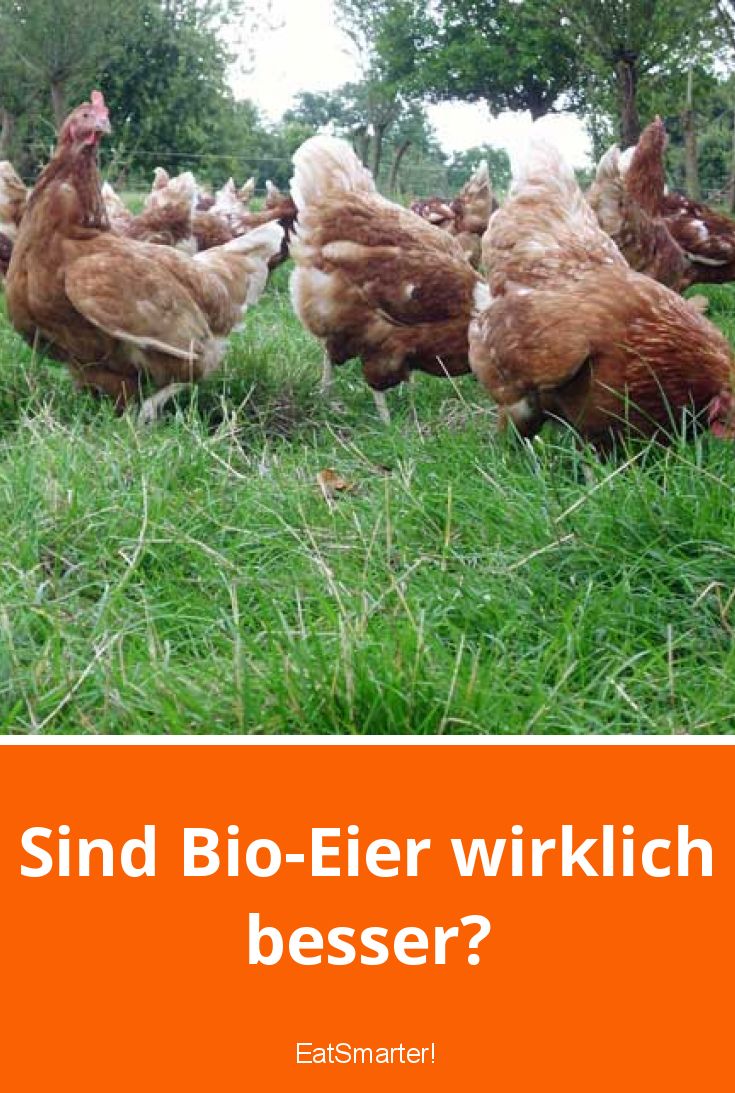 Sind BioEier wirklich besser? EAT SMARTER