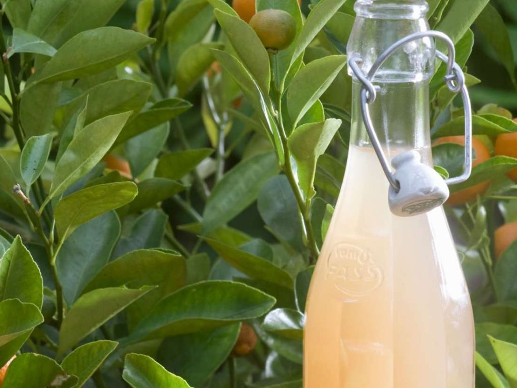 Saft aus frischen Grapefruits Rezept EAT SMARTER