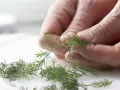 Bunter Kartoffel-Hering-Salat Zubereitung Schritt 7 Bunter Kartoffel-Hering-Salat Zubereitung Schritt 7
