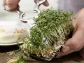 Gefüllte Wasabi-Eier Zubereitung Schritt 7 Gefüllte Wasabi-Eier Zubereitung Schritt 7