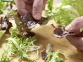 Pilz-Gratin auf Sprossensalat Zubereitung Schritt 8 Pilz-Gratin auf Sprossensalat Zubereitung Schritt 8