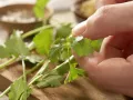 Puten-Tofu-Geschnetzeltes "Benjamin" Zubereitung Schritt 9 Puten-Tofu-Geschnetzeltes "Benjamin" Zubereitung Schritt 9