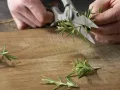 Rosmarin-Sardinen Zubereitung Schritt 2 Rosmarin-Sardinen Zubereitung Schritt 2