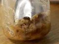 Süße Brötchen aus Quarkteig Zubereitung Schritt 1 Süße Brötchen aus Quarkteig Zubereitung Schritt 1