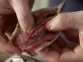 Überbackene Sardinen Zubereitung Schritt 5 Überbackene Sardinen Zubereitung Schritt 5