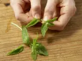 Zitrusfrüchte in Gewürzsirup Zubereitung Schritt 7 Zitrusfrüchte in Gewürzsirup Zubereitung Schritt 7