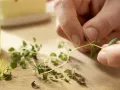 Zwiebel-Tartelettes Zubereitung Schritt 1 Zwiebel-Tartelettes Zubereitung Schritt 1