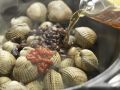 Chinesische Muscheln Zubereitung Schritt 5 Chinesische Muscheln Zubereitung Schritt 5