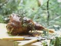 Lammkeule auf provenzalische Art Rezept