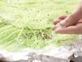 Seeteufel im Wirsing Zubereitung Schritt 11 Seeteufel im Wirsing Zubereitung Schritt 11