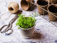 Proteinreiches Gemüse