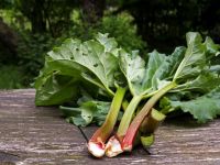 Darum ist Rhabarber gesund