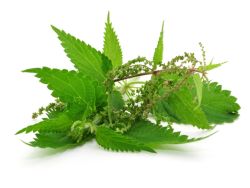 Essbare Wildkräuter und Blumen | EAT SMARTER