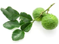 Kaffir-Limettenblätter