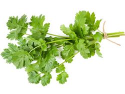 Koriander