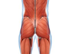 Der Gesäßmuskel Gluteus Maximus