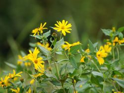 Blühende Topinambur-Pflanzen