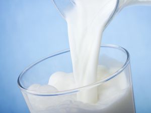 Milch erhöht das Alzheimer-Risiko