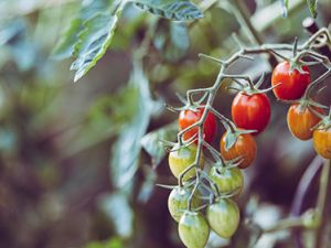 Diese 7 Pflanzen sollte man nicht komplett verspeisen