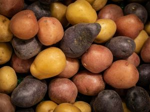 Die beliebtesten Kartoffelsorten im Überblick