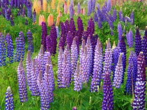 Lopino – der bessere Tofu?