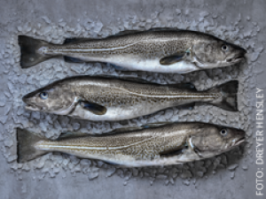 Skrei aus Norwegen 