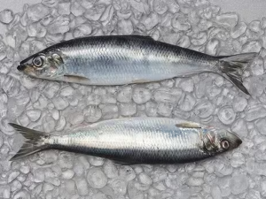 Hering aus Norwegen
