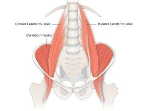 Psoas-Muskel: Kleiner Muskel, große Wirkung