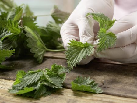 Brennnessel-Hähnchen-Wraps Zubereitung Schritt 2 Brennnessel-Hähnchen-Wraps Zubereitung Schritt 2