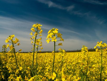 Wie entscheidend ist die Fettquelle bei Insulinresistenz?