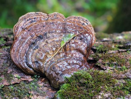 Helfen Vitalpilze bei der Krebstherapie?
