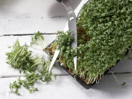 Herings-Bohnen-Salat Zubereitung Schritt 8 Herings-Bohnen-Salat Zubereitung Schritt 8