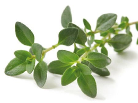 Thymian