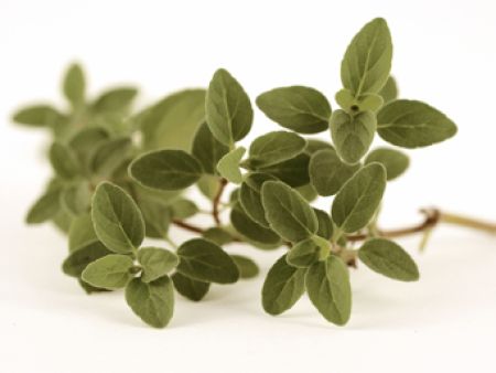 Oregano
