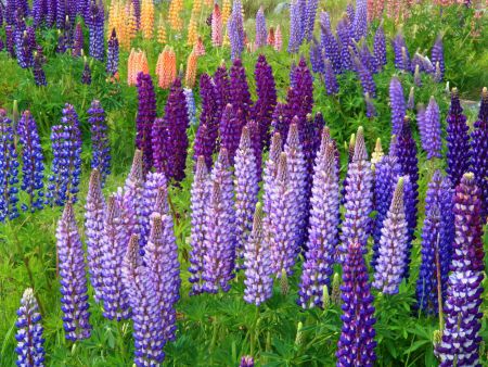 © Unsplash/ Nareeta Martin