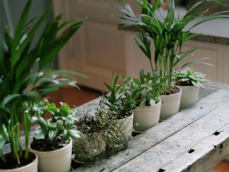 5 Pflanzen für ein gutes Raumklima