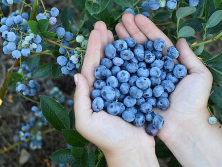 Darum sind Heidelbeeren gesund