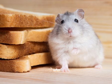 Diese Lebensmittel dürfen im Vorratsschrank nicht fehlen