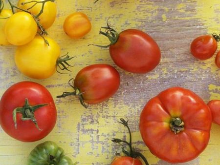 Wie Tomaten gegen Sonne schützen