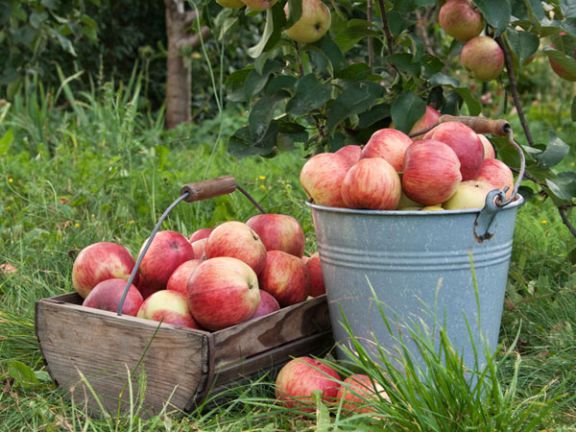 Apfel Apfel