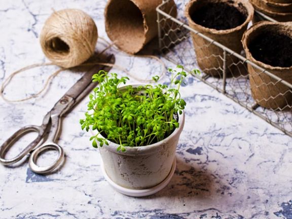 Eiweißreiches Gemüse: Brunnenkresse