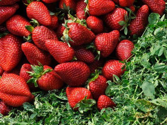 Erdbeeren Selber Pflucken Eat Smarter