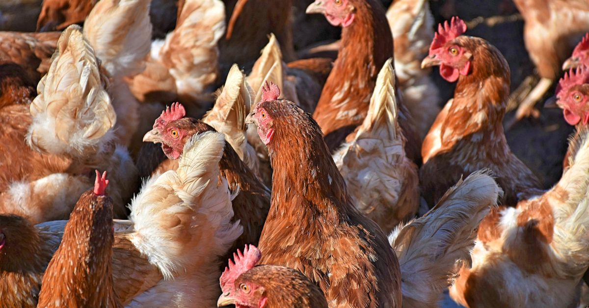 Sind BioEier wirklich besser? EAT SMARTER