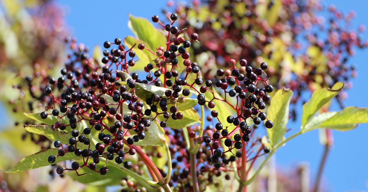 10 tolle Rezepte mit Holunderblüten | EAT SMARTER