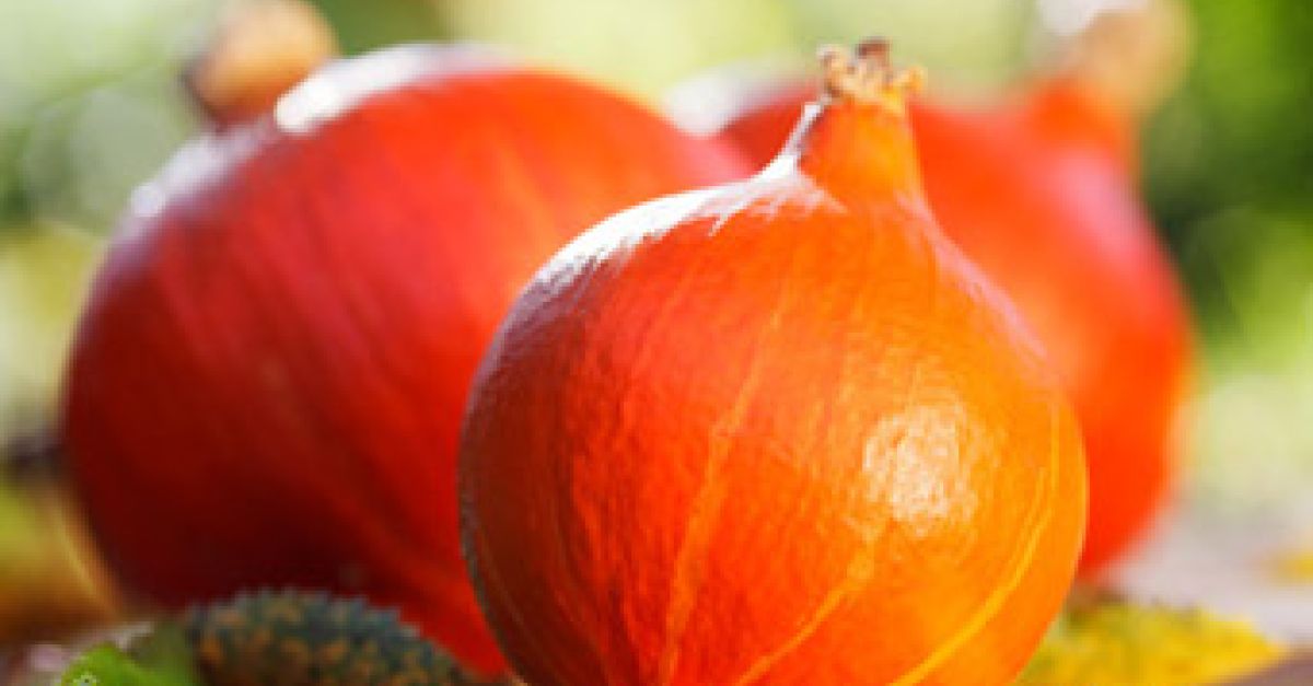 Hokkaido-Kürbis: Wissen und Rezepte | EAT SMARTER